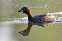 0925 Tachybaptus ruficollis (tuffetto, adulto)